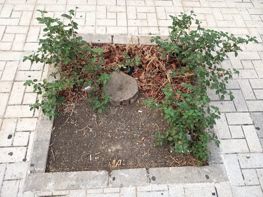 arbol1
