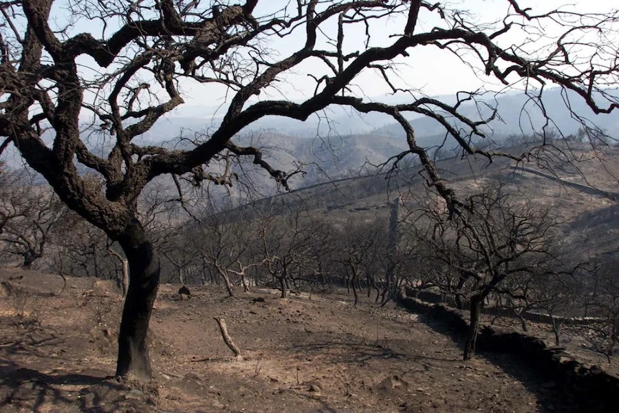 Incendios forestales
