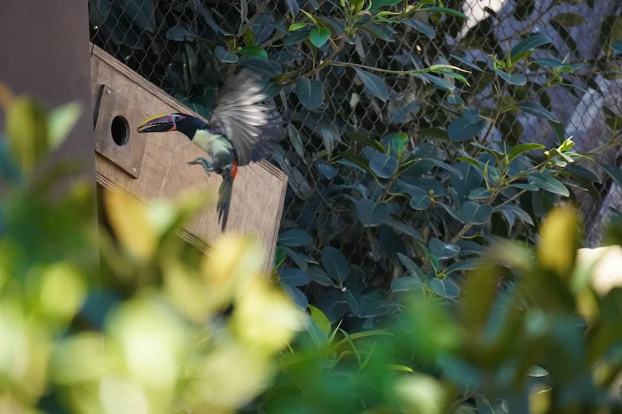 Tucanetas BIOPARC Fuengirola (2)