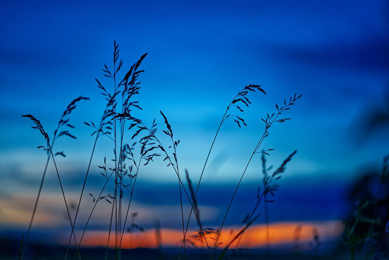 nature-7047433_1280