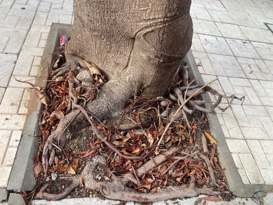 arbol2