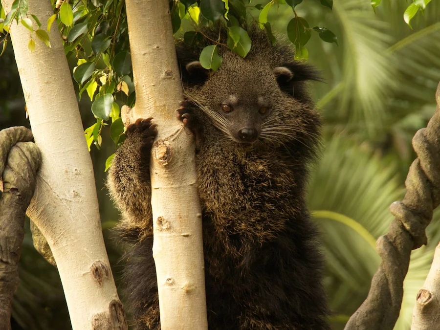 Binturong Bioparc Fuengirola (1)