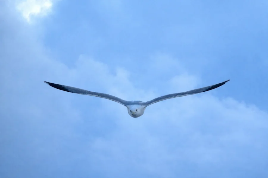 GAVIOTA 5