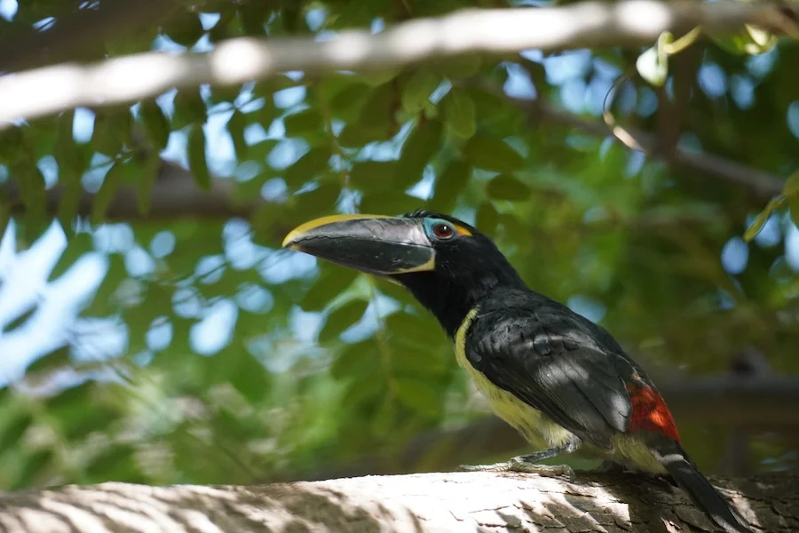 Tucanetas BIOPARC Fuengirola (1)