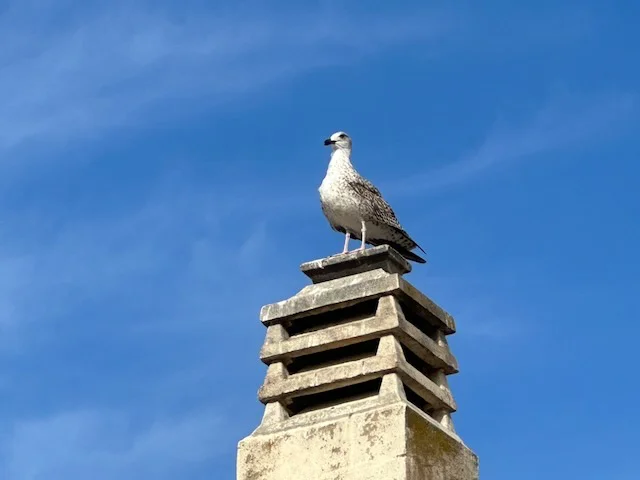 GAVIOTA 3