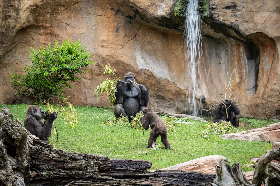 25 Aniversario BIOPARC Fuengirola (7)