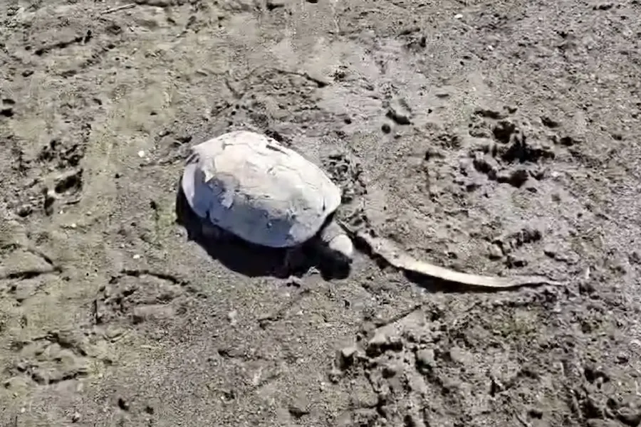 tortuga