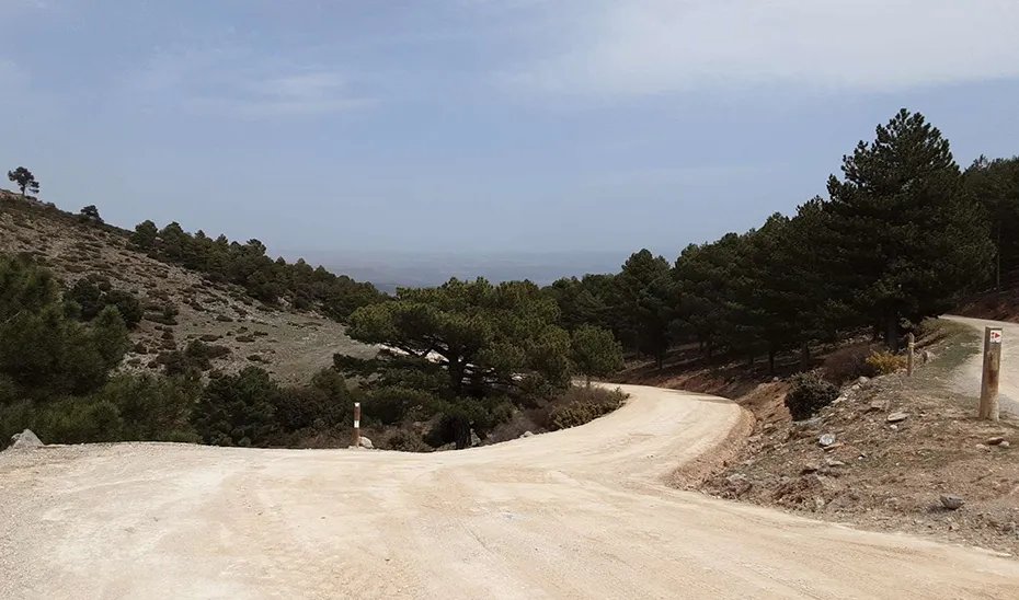 1705577065480Camino forestal_La Peza _GR_estdn