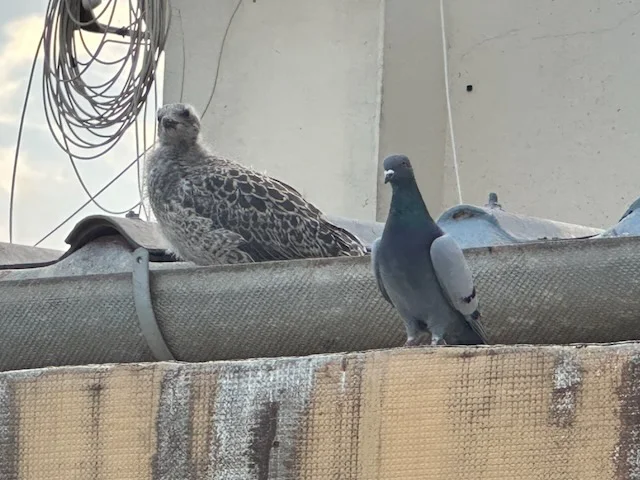 Pollo de gaviota nacida en el tejado