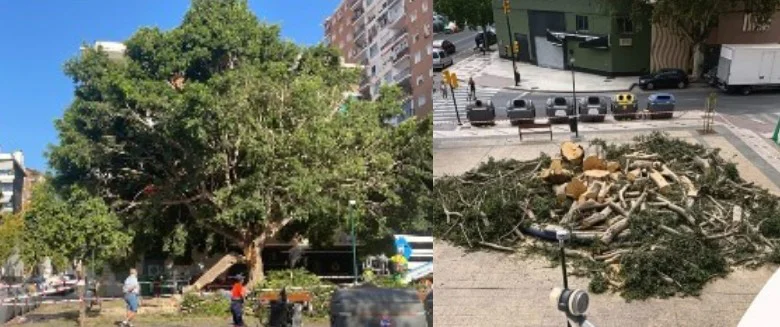 arboricidio en Málaga