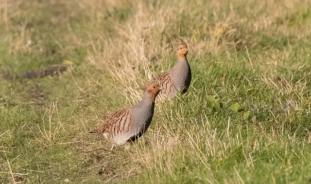 partridge-6980721_640