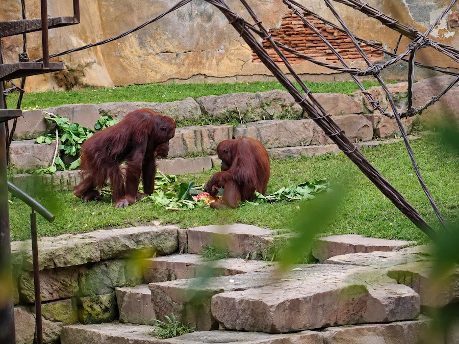 Cumpleaños popo orangutan bioparc fuengirola (4)