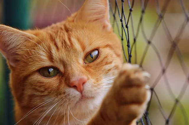 cat-1044750_640