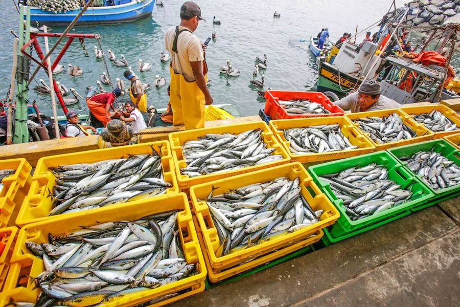 Pesca