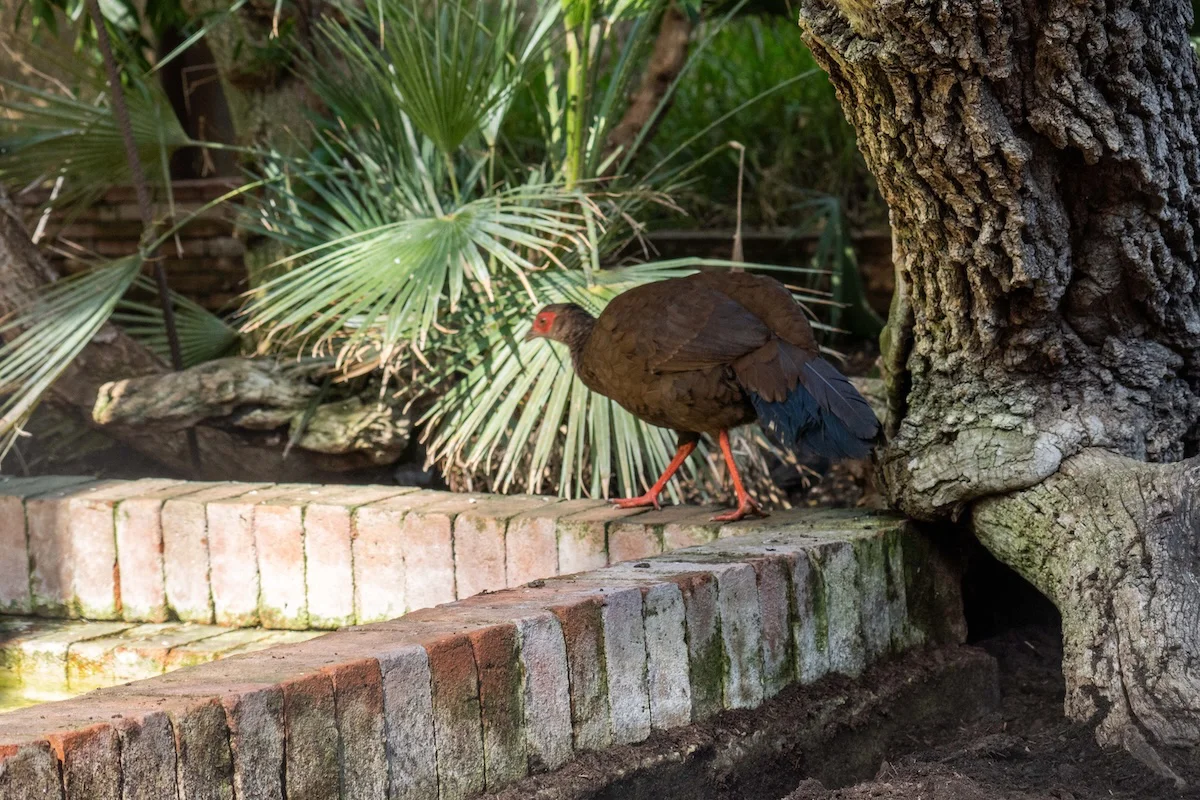 hembra faisan edwards reintroduccion proyecto vietman (2)