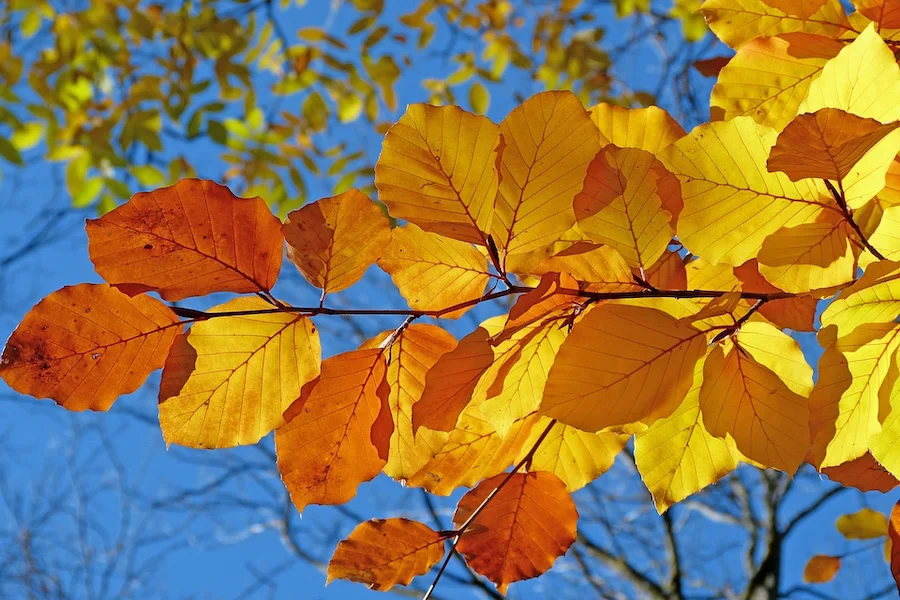 otoño