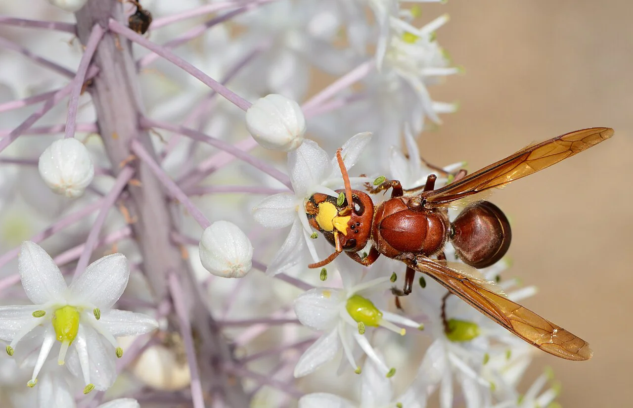 Vespa_orientalis_wikipedia
