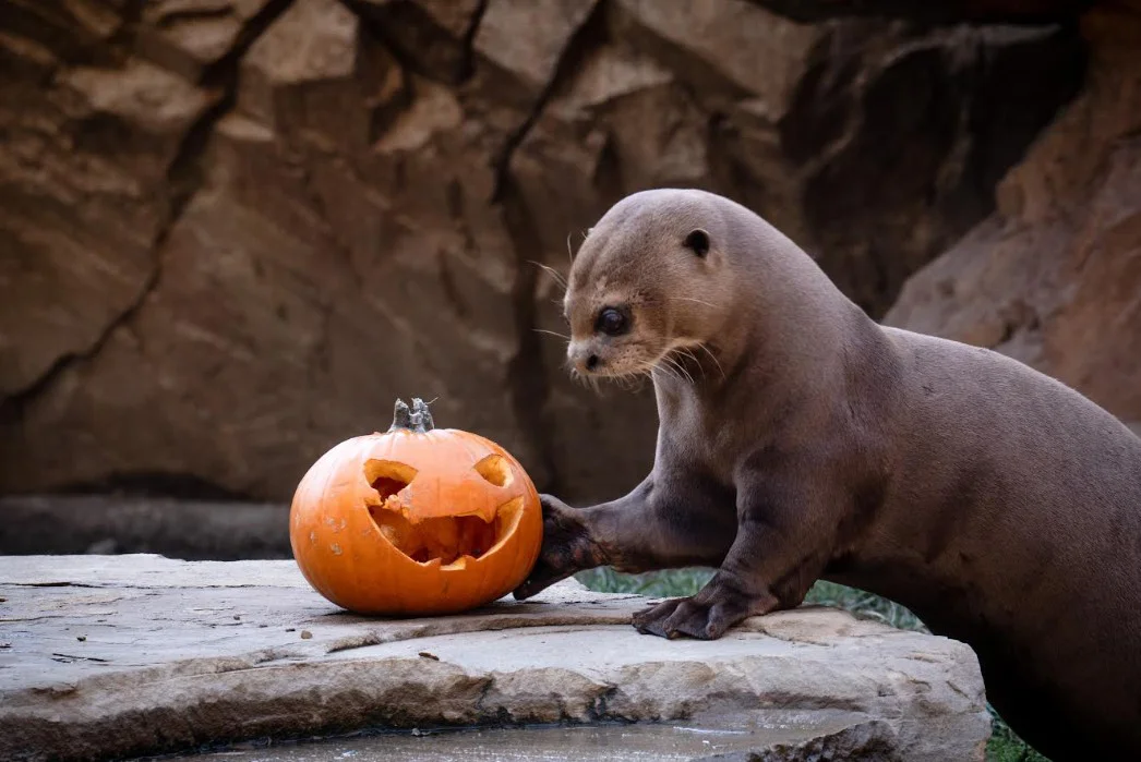 Nutria y calabaza. Biiopark