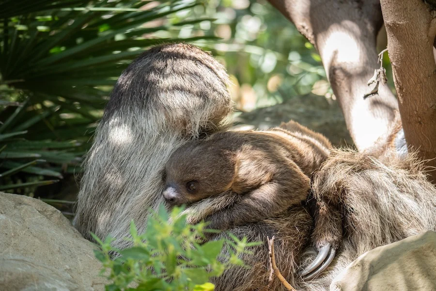 Nombre cria perezoso BIOPARC Fuengirola (2)