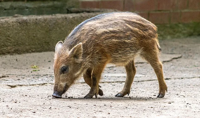 Jabali