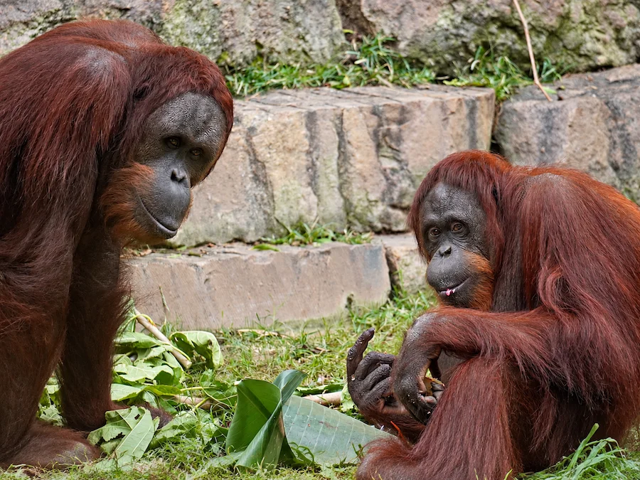 Cumpleaños popo orangutan bioparc fuengirola (3)
