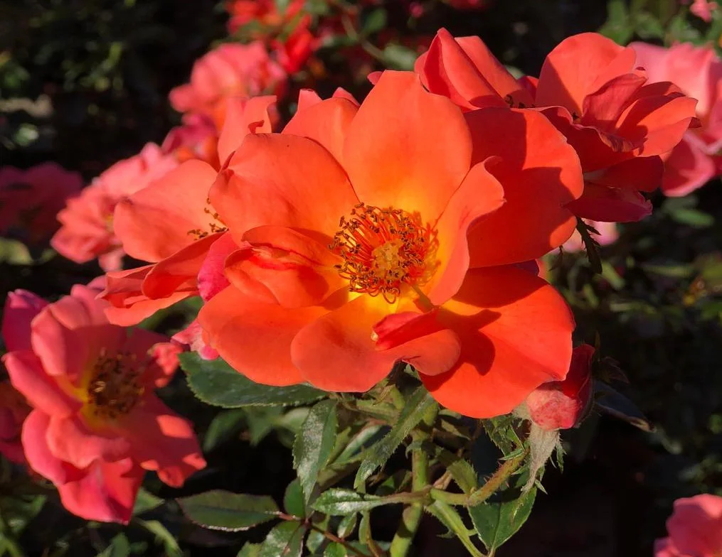 La rosa Setsuko Thurlow (Imagen de Matilde Ferrer)