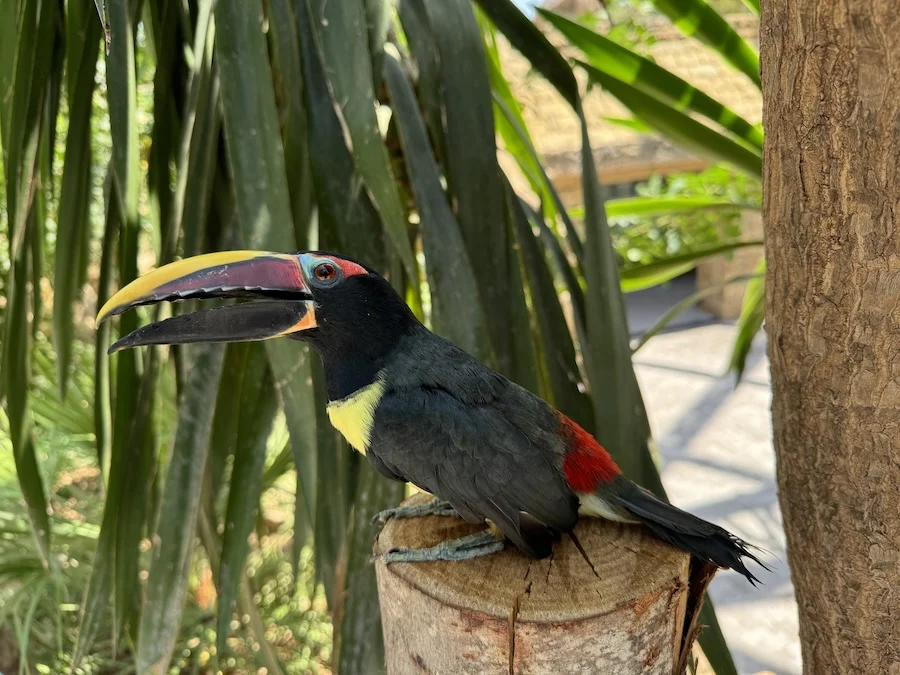 TUCANETA MACHO (6)