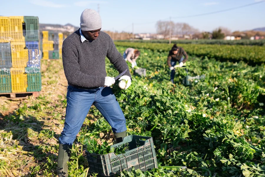 Trabajadores del sector agrícola | Foto de 123RF/jackf