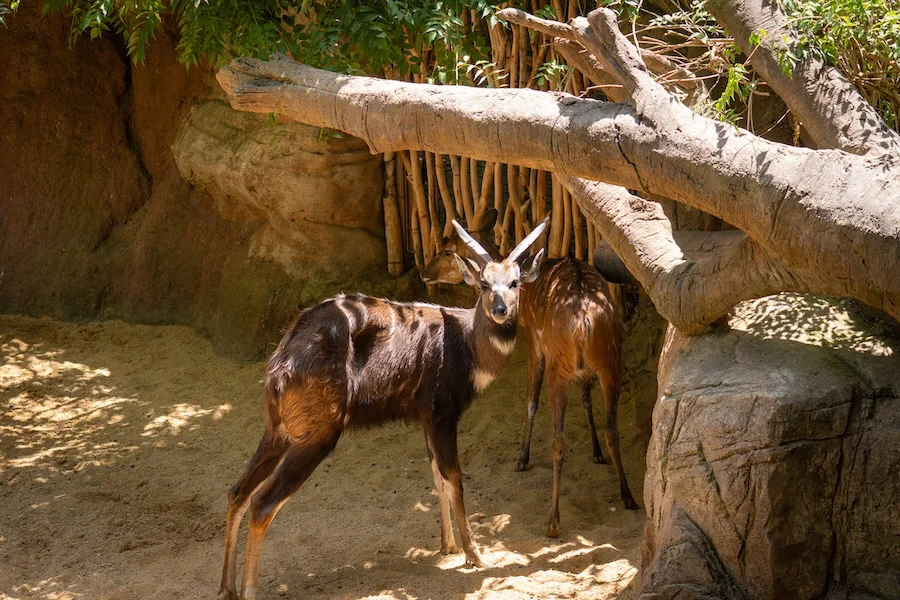 Sitatunga Humedales africanos Bioparc Fuengirola