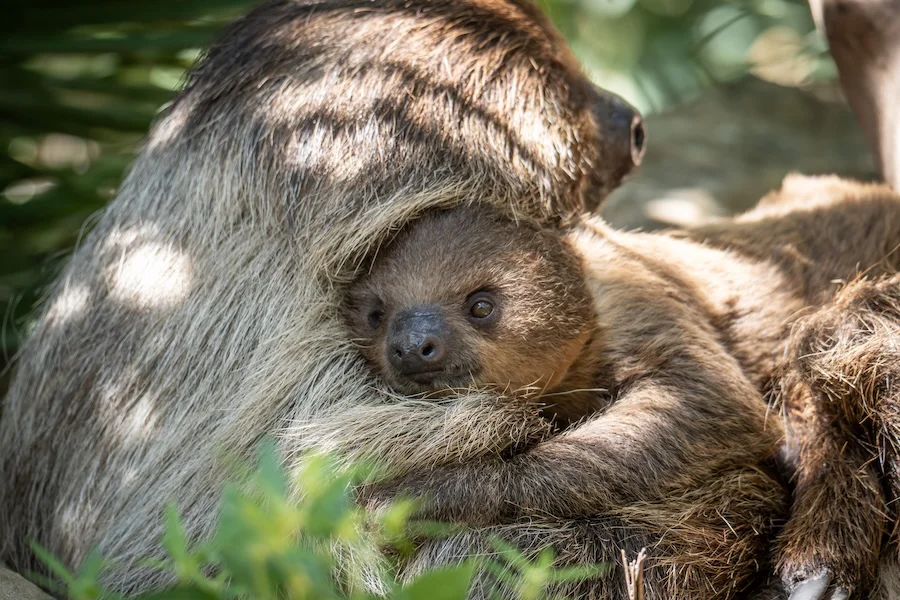 Nombre cria perezoso BIOPARC Fuengirola (1)