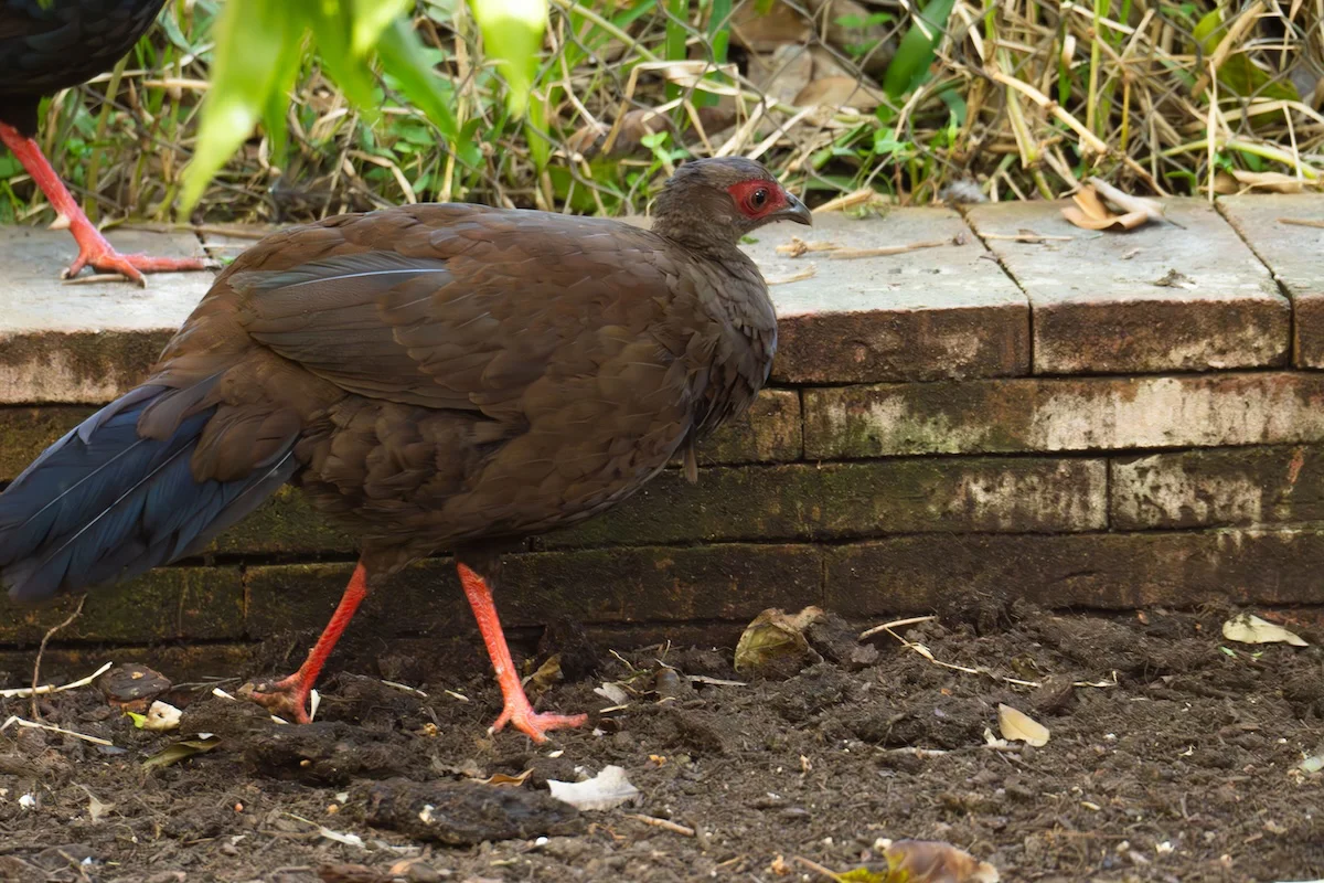 hembra faisan edwards reintroduccion proyecto vietman (3)