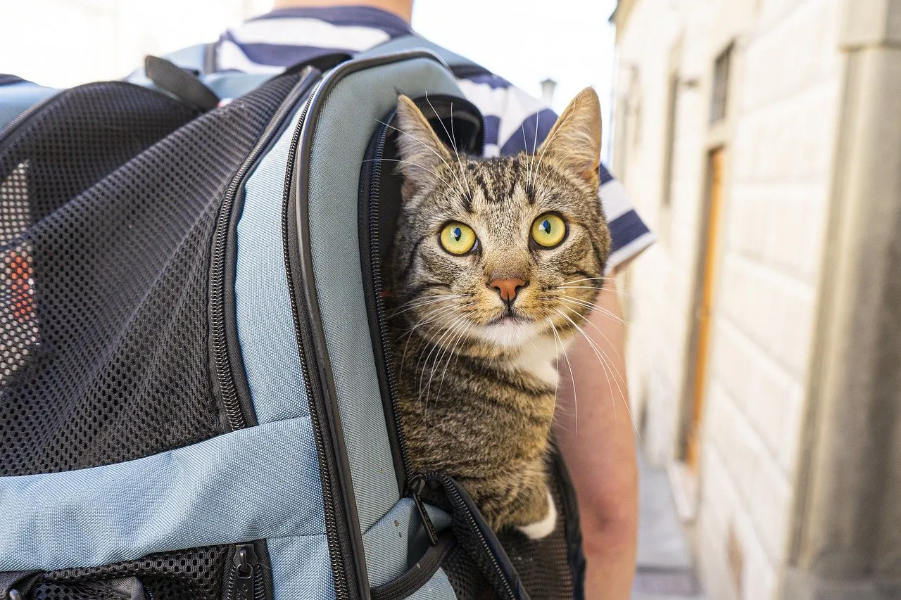 Gato de viaje