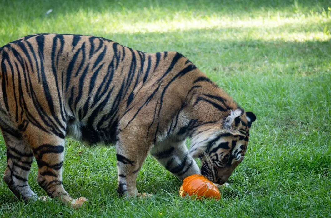 tigre y calabaza. Biopasrk
