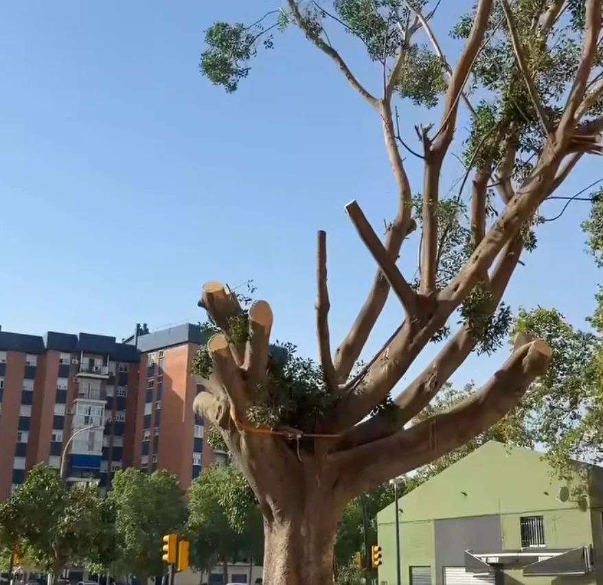 tala ficus málaga