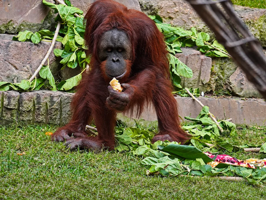 Cumpleaños popo orangutan bioparc fuengirola (1)