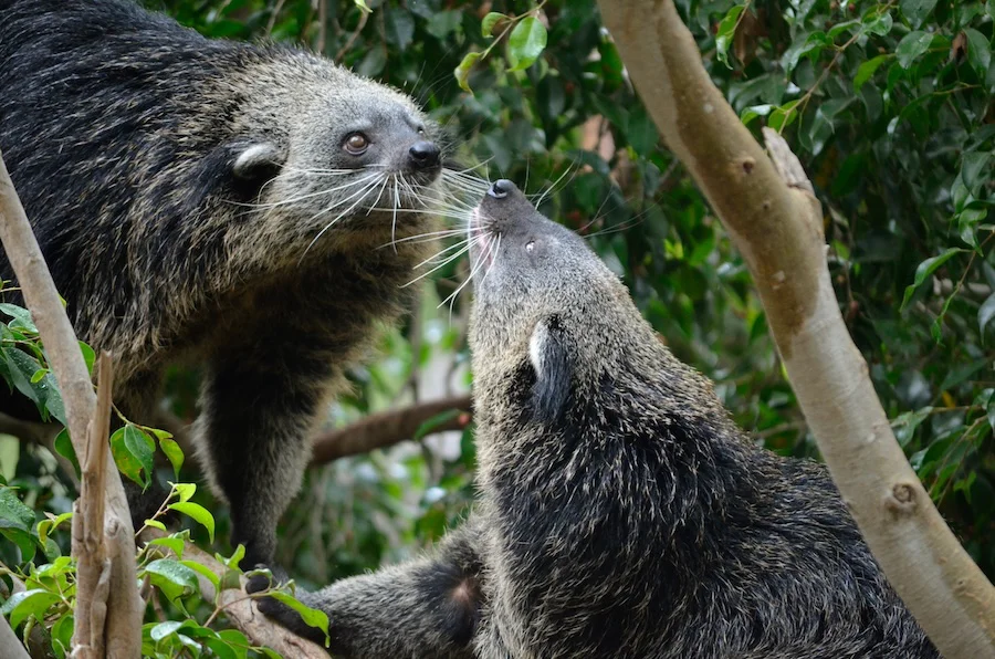 Binturong Bioparc Fuengirola (2)