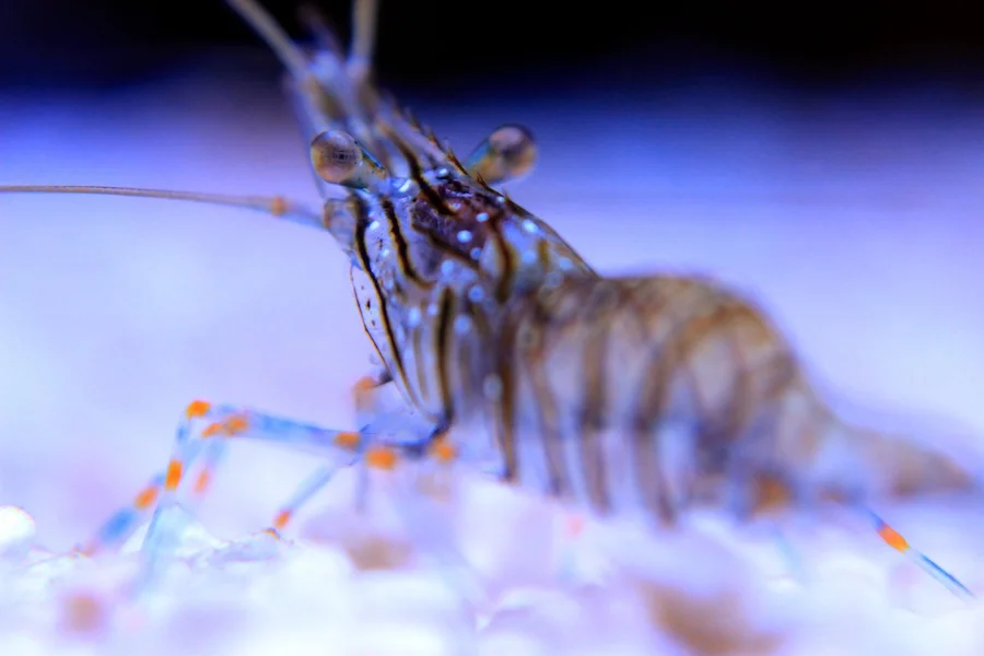 Un camarón cristal ('Palaemon Elegans') | Foto de 123rf/vojce